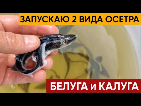 Белуга. Калуга. Осетр. Запустил сразу 2 вида осетровых,  мальков Белуги и Калуги.