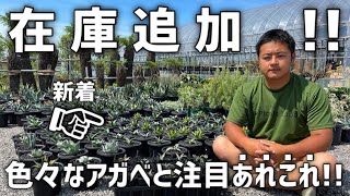 【新着】アガベやその他注目の植物が新しく店頭に並ぶのでご紹介します!!