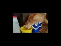 Интересный способ пить воду от моей кошки