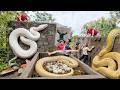 Brave Expert Rescues Ethnic Girl from White Anaconda Python in Abandoned House