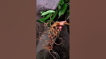 🍀Xuống núi củ sâm rừng nặng: 110gram, Dài cong gần 30cm , 22 mắt sâm so le quá đẹp