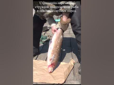 Строганина #таймыр #арктика #рыба #рыбак #рыбалка - YouTube