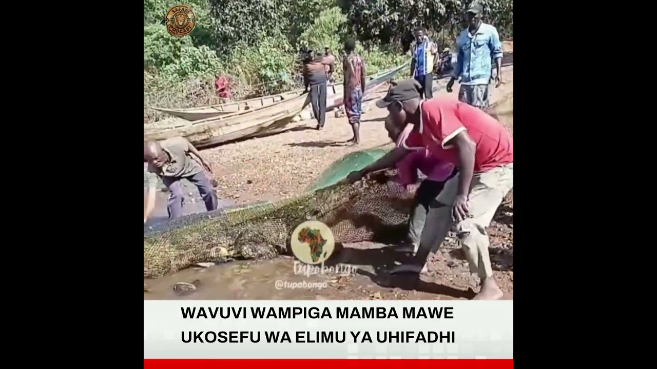 SAFARI NEWS MAMBA MAWE #wildlife #safaripodcast
