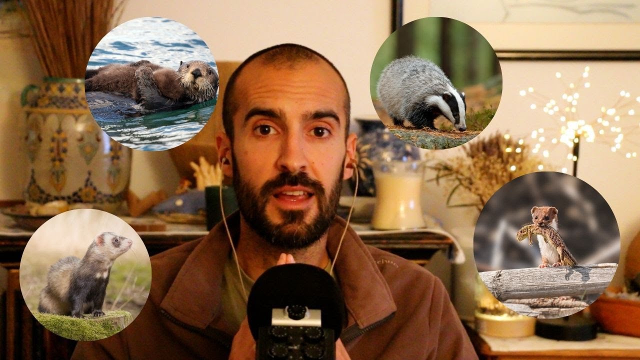 Este CHICO te SUSURRA LENTAMENTE sobre ANIMALES 🦝│ASMR│ CARNÍVOROS- MUSTELIDAE I