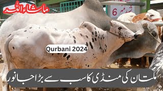 Multan Animal Mandi (Latest Update 2024) Qurbani 2024 #viral #subscribe #vlogs#animal #qurbanistatus by Animal Lovers With Sardar 130 views 6 days ago 39 minutes