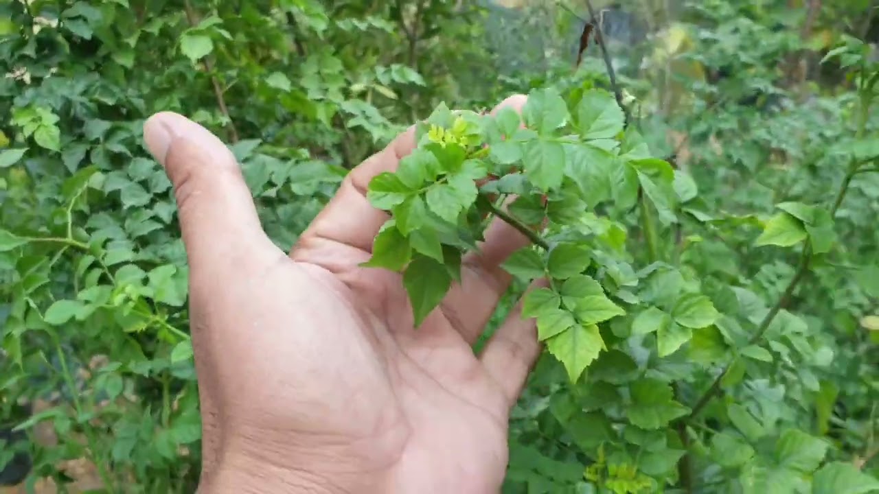 متسلق المرجان او البوق 