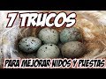 7 TRUCOS PARA MEJORAR NIDOS Y PUESTAS