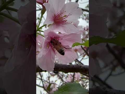 賞櫻花🌸有蜜蜂🐝