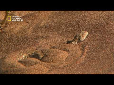 الافعي المقرنه اخطر سم بالعالم الطريشه
