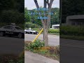 【速度取締】建物の影からヤバい電波!?スカイラインレーダーパトカーによる速度取り締まり! #北海道警察 #交通機動隊 #スカイライン #レーダーパトカー #レーパト #shortsvideo