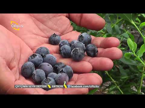 Video: Yaban mersini Kaliforniya'da büyüyebilir mi?