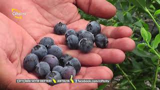 Blueberry - Yaban Mersini Yetiştiriciliği - Çiftçinin Seyir Defteri Çiftçi Tv