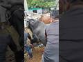 কোরবানির গরু ১০১ 🐂🔥 #cow #shorts #trending #viral