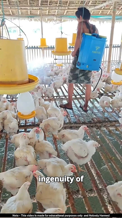 Genius Indonesian Fish & Chicken Double Farming 🤯