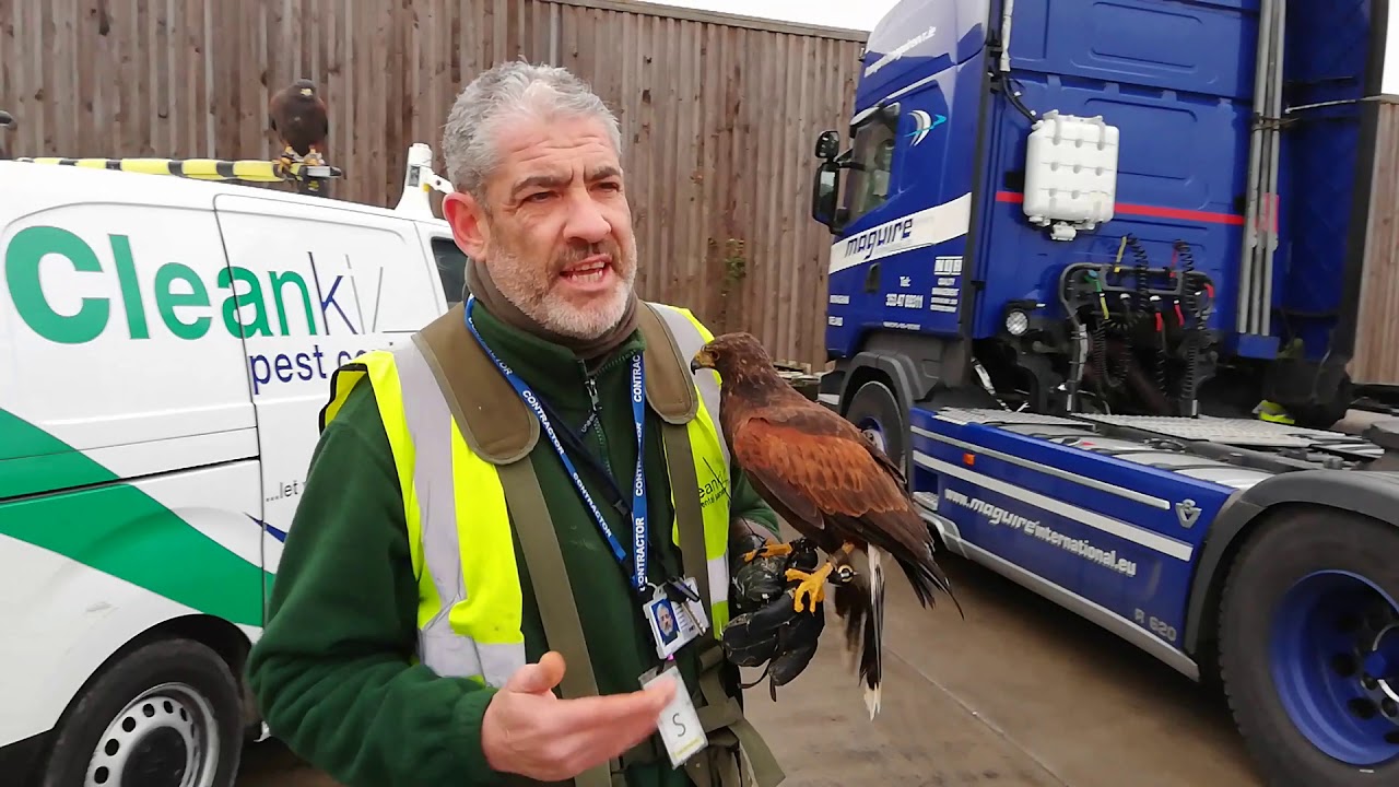 Meet Cleankill's full-time Falconer and three birds on the team