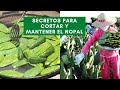 NOPAL: ENSEÑANDO A CUIDAR Y QUERER LA TIERRA