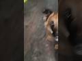 jarban shefad #dog#newdogs video