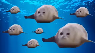 Bouncing Seals to Chipi Chipi Chapa Chapa (Bemax Remix)