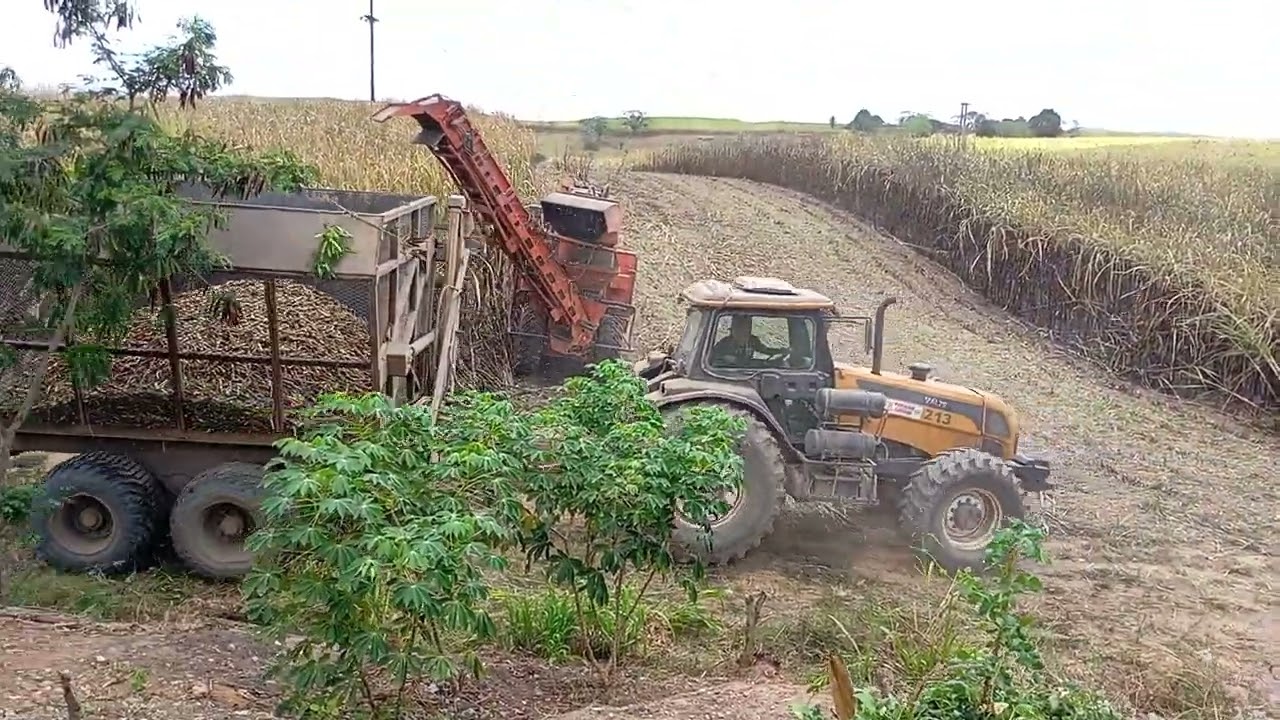 colhedeira de cana de açúcar na usina serra grande 19/112024