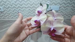 Детка орхидеи после отделения не растит листья. Фантастическая красота орхидеи Jentle Beauty!