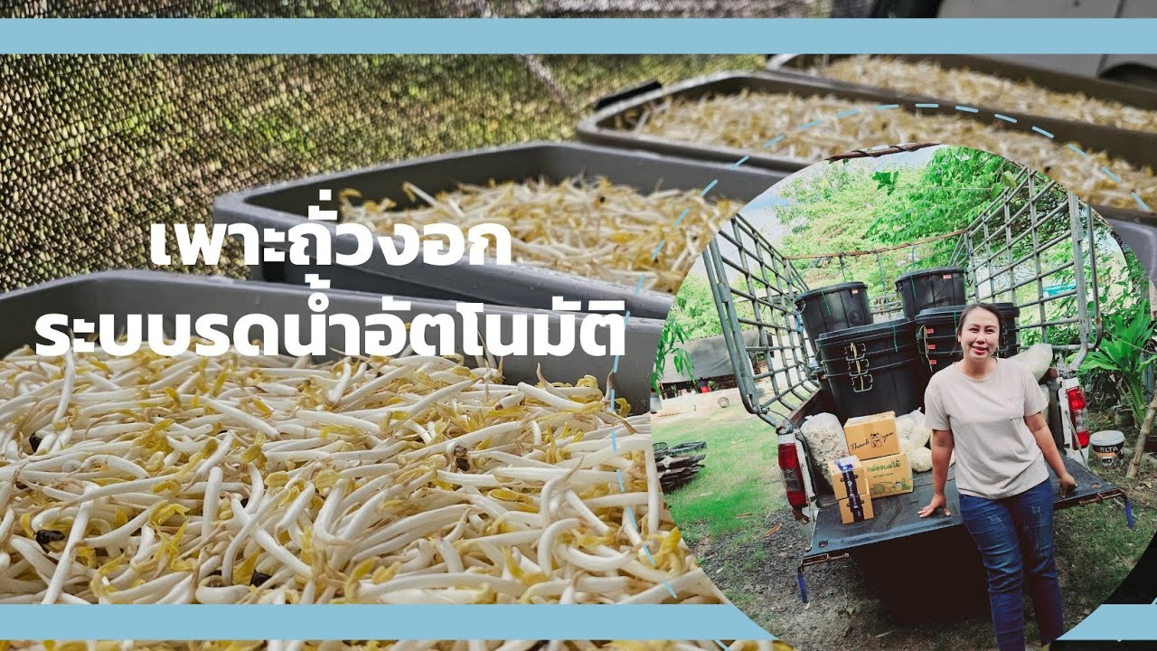 วิธีเพาะถั่วงอกด้วยระบบรดน้ำอัตโนมัติ