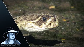 Eastern Diamondback Rattlesnake Stalking 01