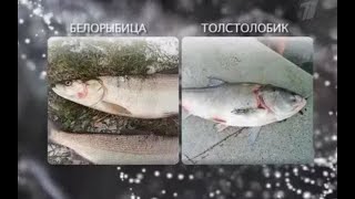 видео: Среда обитания - Рыбный день. Где найти действительно свежую рыбу и как выбрать правильные дары моря картинка: Среда обитания - Рыбный день. Где найти действительно свежую рыбу и как выбрать правильные дары моря