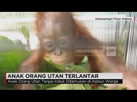 Memprihatinkan Anak Orang Utan Menangis Dan Terlantar Di Kebun Warga Memprihatinkan Anak Orang Utan Menangis Dan Terlantar Di Kebun Warga