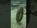 Sea Pens: Feather-Like Colonies of the Ocean Floor! #sea #ocean #marine #facts #animals #nature
