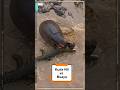 Hippo vs crocodile #shorts #animals