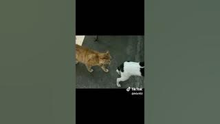 Seekor anjing dihajar kucing sampai kaing kaing#shortsvideo