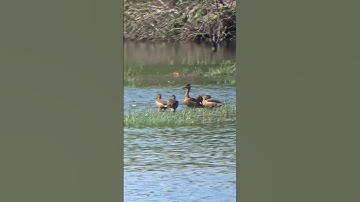 Wonderful Lesser Whistling Duck.  #birds #mangrove#grouse #duck #nature #wildlife #shorts