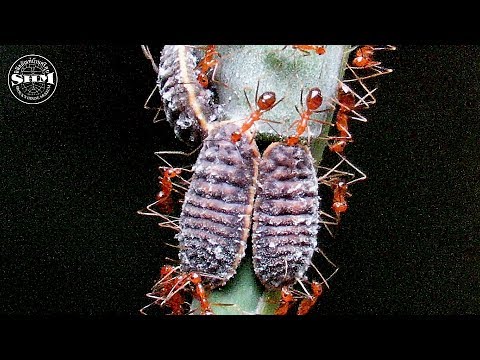 การพึ่งพาระหว่างมดและเพลี้ยแป้ง Ants and mealybugs: a mutualistic relationship