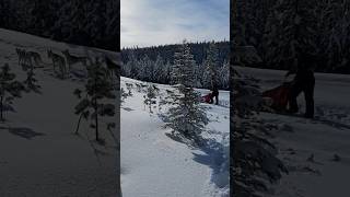 FINDING A CHRISTMAS TREE WITH SLEDDOGS #sleddogs #husky #christmas #christmastree