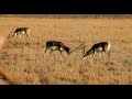 Best blackbuck fight ever!!