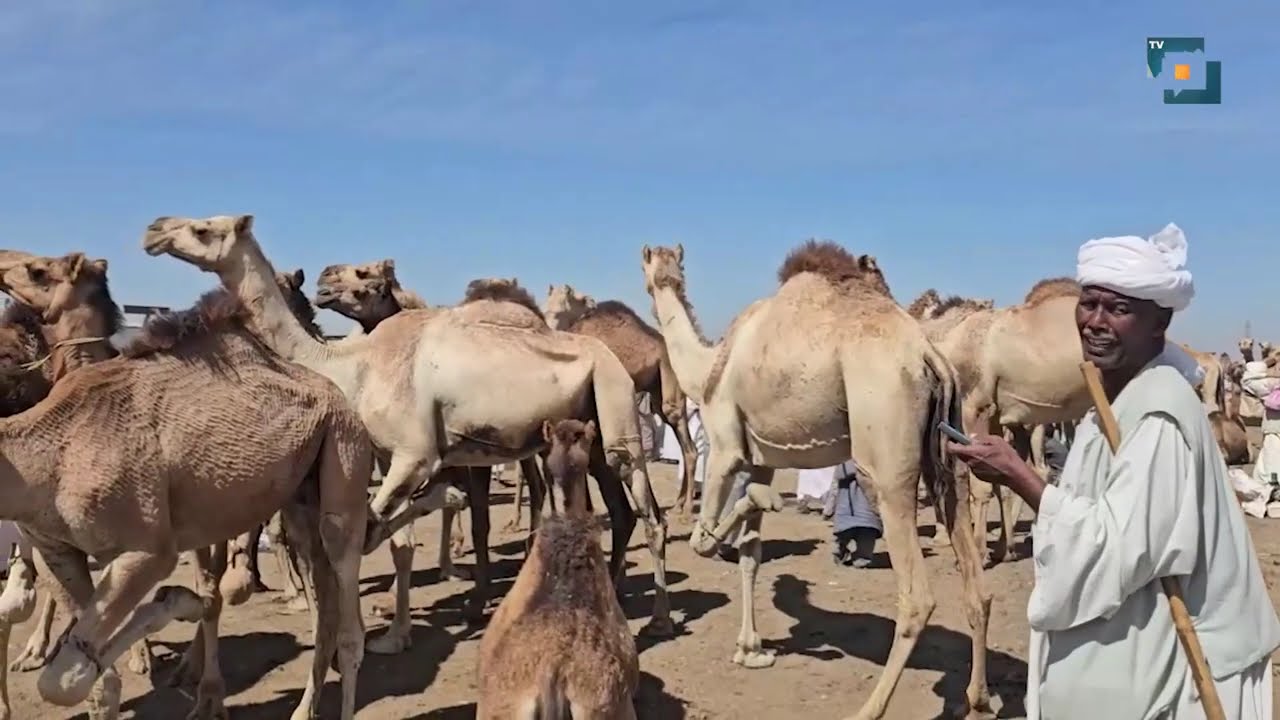 عصارة حكاوي |  الشواك وتاريخها