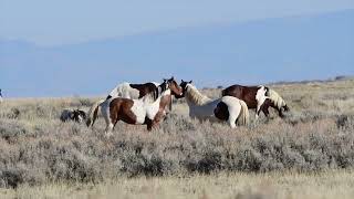 Family Feud - McCullough Peaks Wild Horses