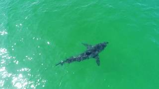 Great White Sharks Close to Beach // Cape Cod, MA // 4K Drone Footage
