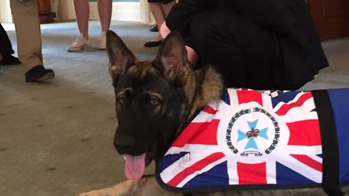 Pup That Failed Police School for Being 'Too Nice' Gets 'Pawesome' Job - DayDayNews