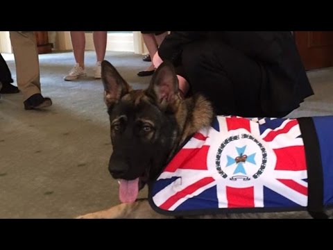 pup-that-failed-police-school-for-being-