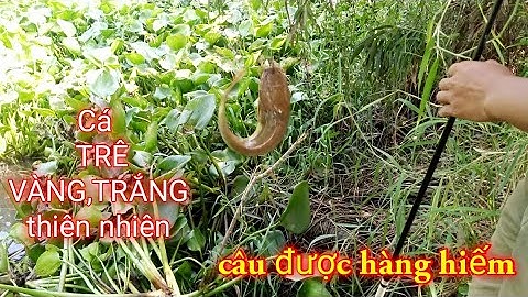 Câu cá trê sông/Cuối tuần đi câu cá giải trí_Xì long Fishing