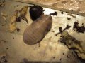 мадагаскарский таракан