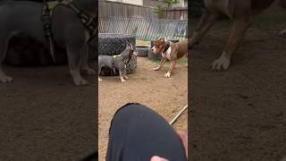 Dogs Battledogs pets puppy shortsvideo @Born2Kill
