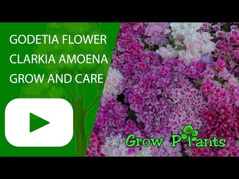 Video: What Is A Godetia Plant: Learn About Clarkia Flowers In The Garden