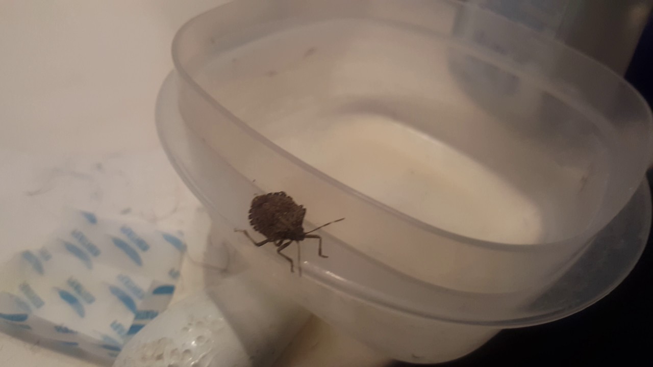 My pet stink bug - YouTube