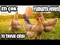 En çok yumurta veren 10 tavuk cinsi