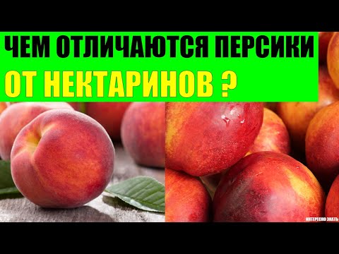 Видео: Бывают ли персики без пуха?