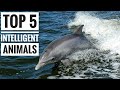 Top 5 || Intelligent Animals in the world!