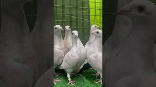 İspanyol Pembe Altin Kizlar Seri̇si̇ Posta Kuşunun Zi̇rvesi̇ne Ne Dersi̇ni̇z