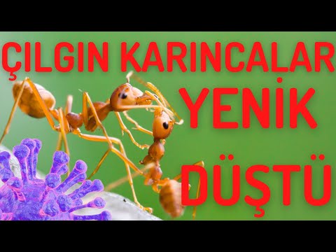 ÇILGIN KARINCALAR YENİK DÜŞTÜ / GİZEMLİ PATOJEN #karınca #bilim